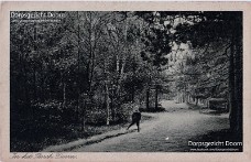kaapsche bosch 1910