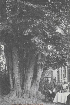 Boschlaan 16 stammige beuk 1917